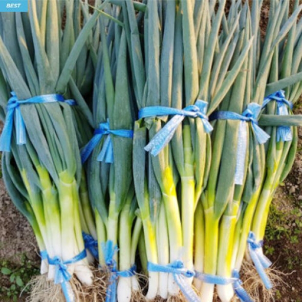 [만원의 행복] [깐대파] 직접 재배/당일 수확/깐대파 1kg