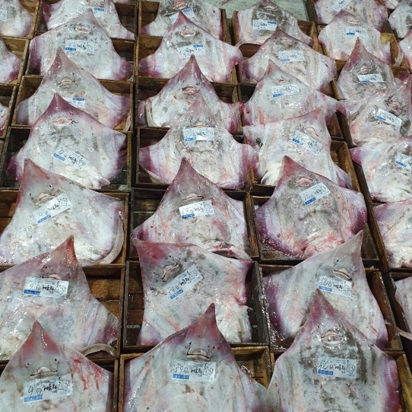 [오리지날] 흑산도 홍어 국내산 홍어 암치 250g 500g 1kg 숙성도 택 1