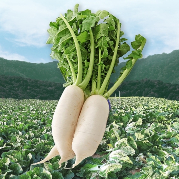 [김장철] 절임 알타리 세척 절임무 5kg 10kg 무청일체형