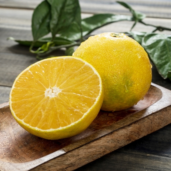 제주도 황금향 2kg/3kg/5kg 고급진 달콤함