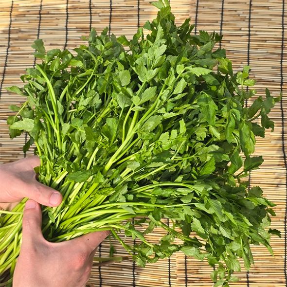 청정지역이 키워낸 청도미나리