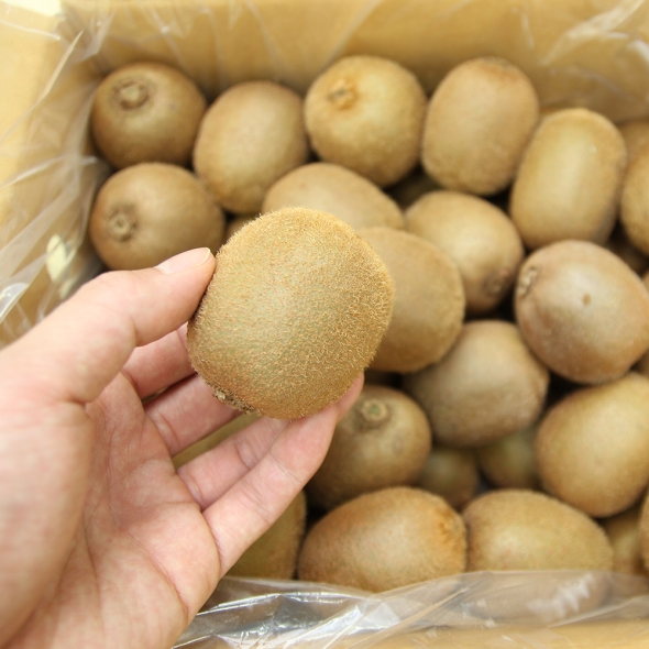 [만원의 행복] 산지직송 국내산 골드키위 골드참다래 2kg