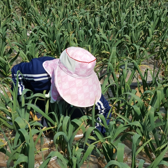 서산육쪽마늘 흑마늘진액 80mlx30ea 5cm이상 30일건조 30일숙성 흑마늘즙 육쪽흑마늘진액 육쪽마늘