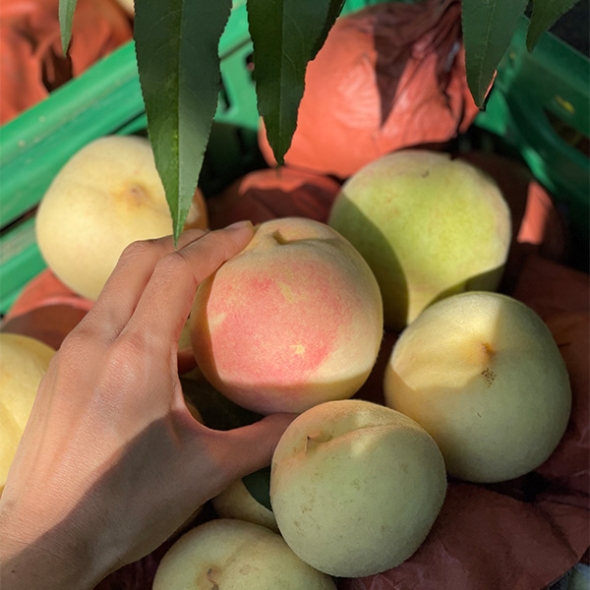 산지직송 과즙가득 복숭아