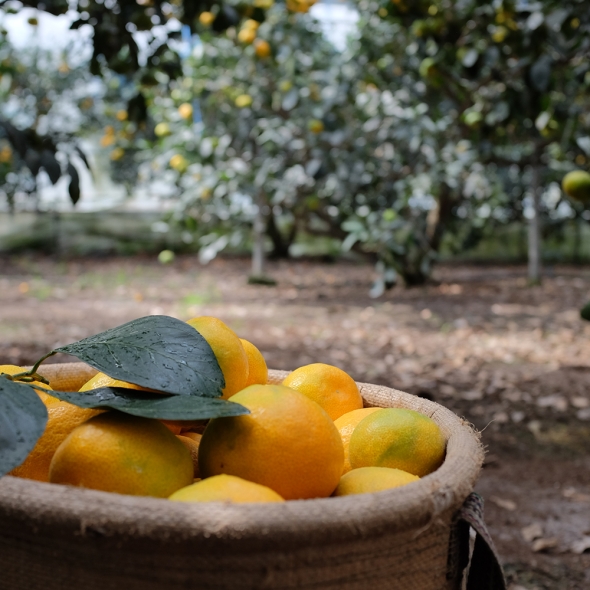 [제주도 산지직송] 한라봉 과  천혜향의  조하  황금향 (2kg/3kg/5kg/10kg)