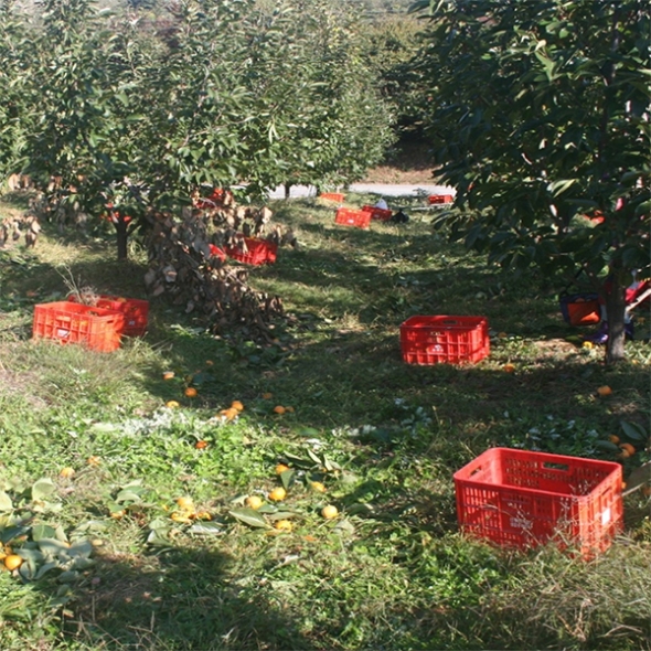 전통방식의 반건시 영동곶감(푸)