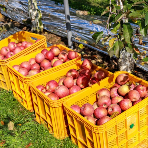 [만원의 행복][사과최고] 달콤아삭 부사 사과 가정용 소과 중과 대과 혼합 