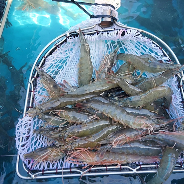 전남 신안군 질좋은  흰다리새우(푸)