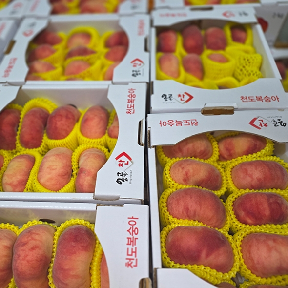 유럽판 도넛 납작 거반도 복숭아