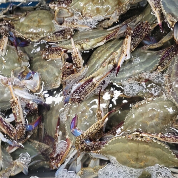 [산지직송] 서해안 활꽃게 암수혼합 1kg [3-5미]