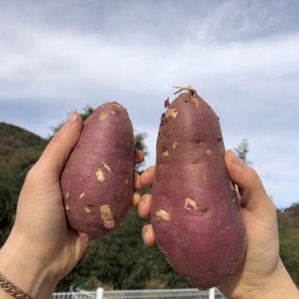 [25년_햇고구마] 갓수확한 꿀밤 고구마 (3kg/5kg)