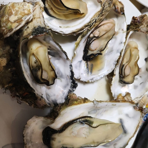 [만원의 행복] 신선함을 그대로 여수 석화(푸)