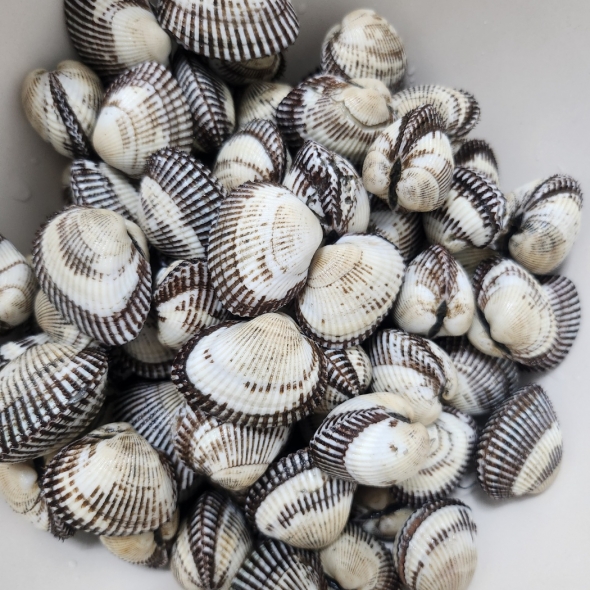  [11월제철!] 홍지수산  벌교새꼬막 1kg  대사이즈 70개전후 