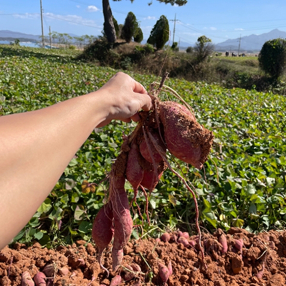 [고구최고] 호풍미 고구마 국산 품종 2kg 3kg 5kg 10kg