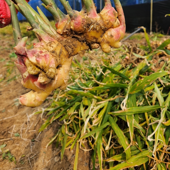 홍성업마농부의 착즙 수제 생강청 350ml / 500ml 직접재배 유기농생강 생강차