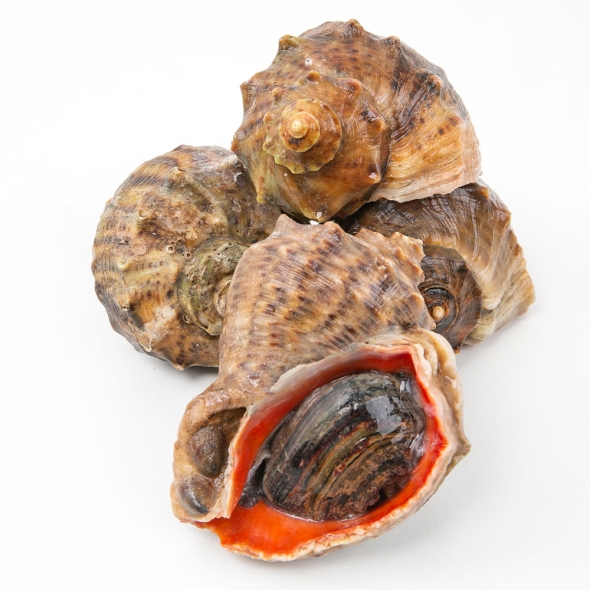 [품질보장]이순신수산 통영 뿔소라 중 1kg [8-10미]