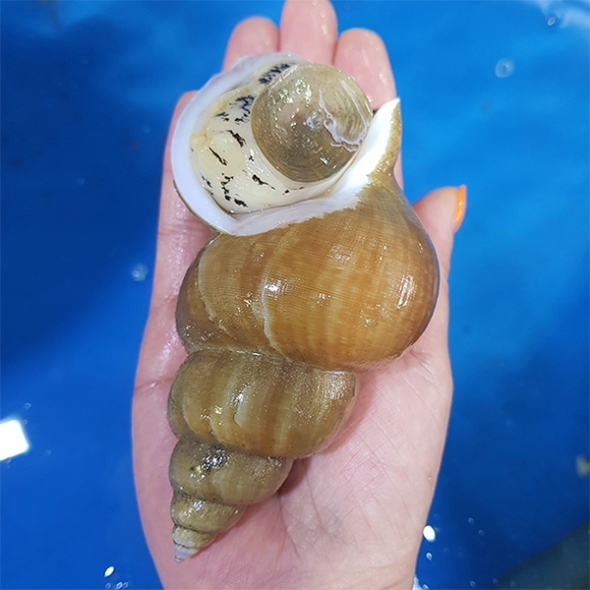 청정해역 동해안 백고동.백골뱅이(푸)