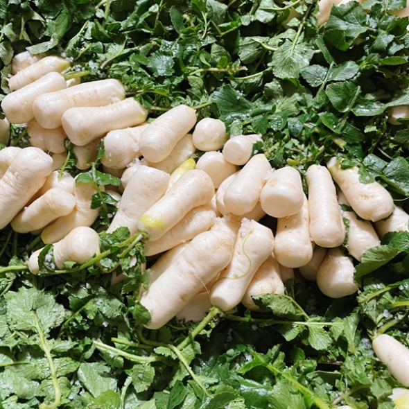 [농협] 한아름드린 신선 알타리무 4kg(특)