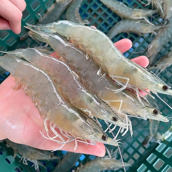 국내산 제철 흰다리새우 1kg 왕새우 새우철
