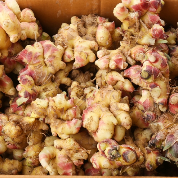 [자연속애] 국내산 햇 통생강 1kg/2kg/3kg/5kg