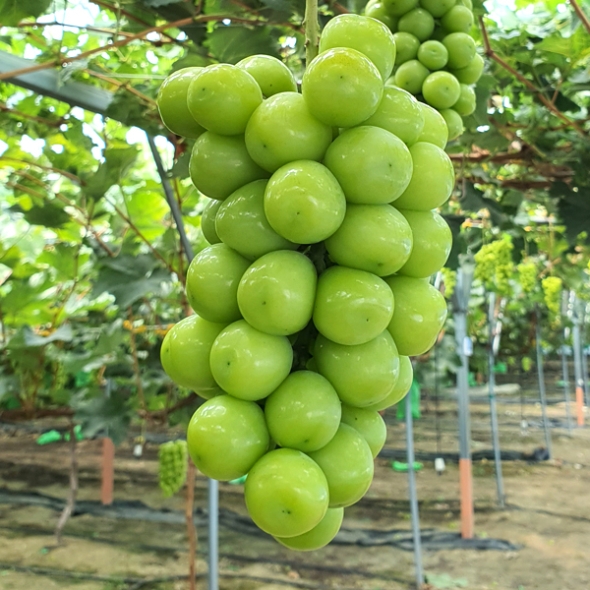 [농협] 한아름드린 샤인머스캣 선물세트 4kg내외(특5-6수)