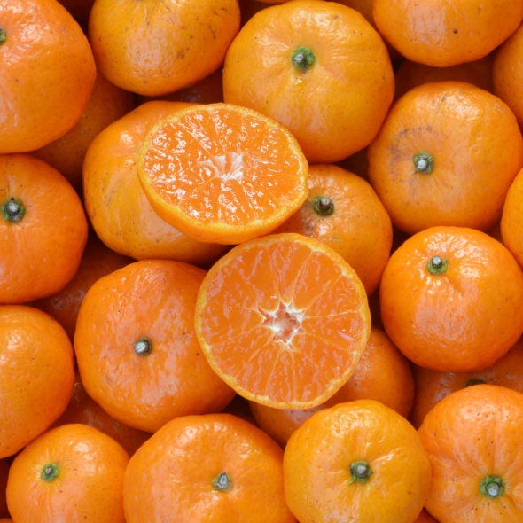 [심심상인] 산지직송 제주 조생감귤 4.5kg