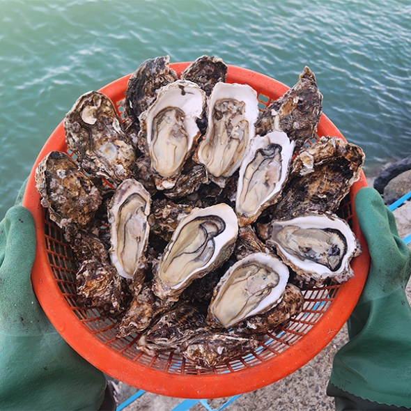 [신한카드 할인] 신선함을 그대로 여수 석화(푸)