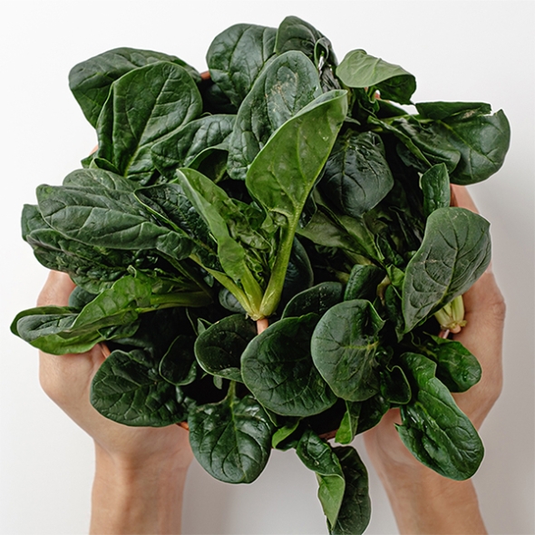 [신한카드 할인]  남해의 선물  보물초 시금치(푸)