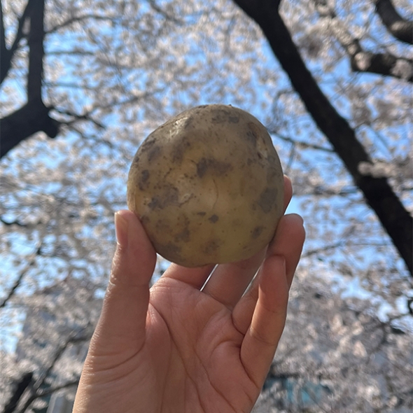 쫀득쫀득 정말 맛있는 설봉감자