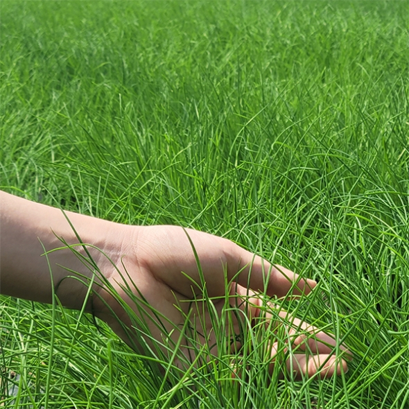 [김장철]  30년 전통  부추김치(푸)