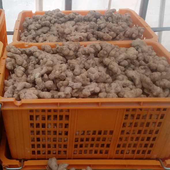 [만원의 행복] [생강최고] 찐한 생강 흙생강 세척생강 1kg