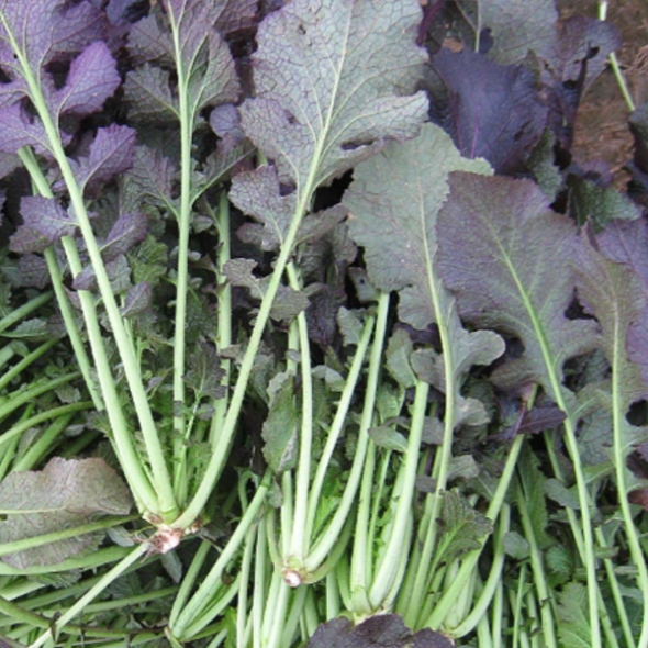 [농협] 한아름드린 신선 홍갓 4kg/8kg(특)