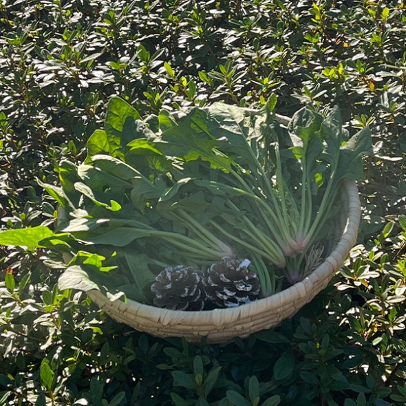포항 영해초 시금치