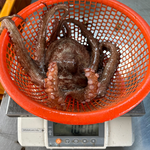 탄탄한 육질 통영 돌문어(푸)