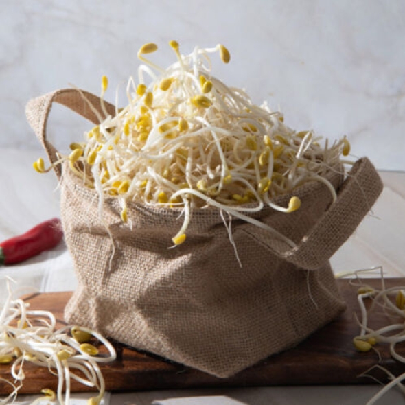 [산소콩나물] 100% 국내산 무농약 콩나물 1kg