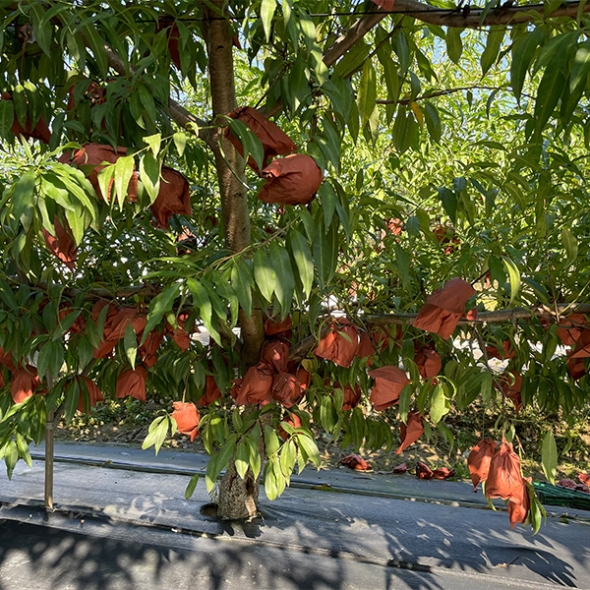 산지직송 과즙가득 복숭아