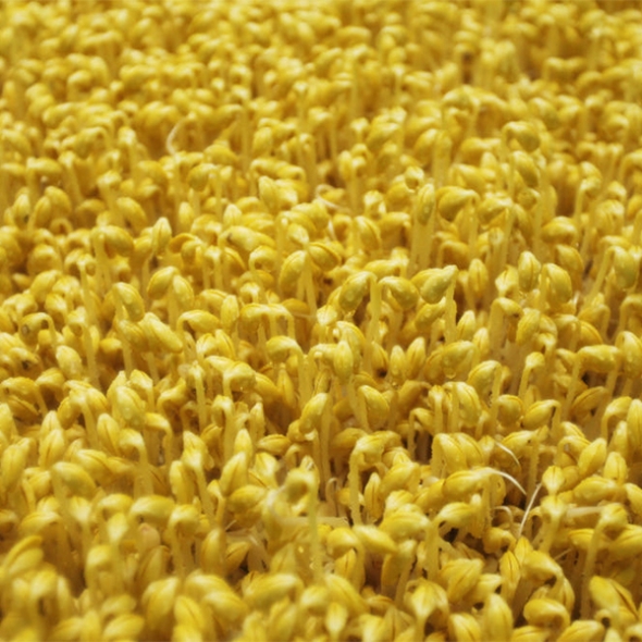 친환경 국산콩 콩나물