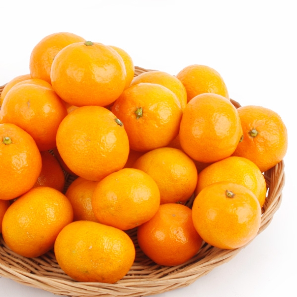 [농협공판장] 정성드린 제주 노지감귤 5kg(M-2S/47-94과내)