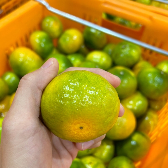 [농장직송/첫수확] 제주 고당도 조생감귤 [2.5kg-4.5kg]