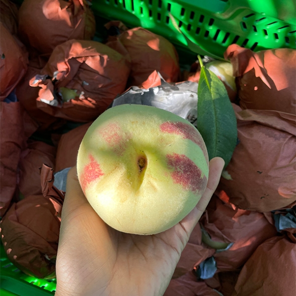 산지직송 과즙가득 복숭아