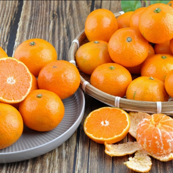 [제주향기] 탐나는 노지감귤 5kg(M-S/47-79과내)