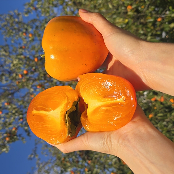 [신한카드 할인]  제철을 맞은 햇  대봉감(푸)