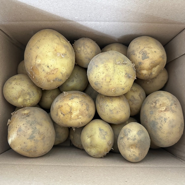 쫀득쫀득 정말 맛있는 설봉감자