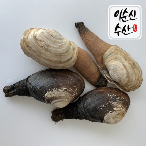 다이버가 채취한 자연산  왕우럭 코끼리 조개 1kg