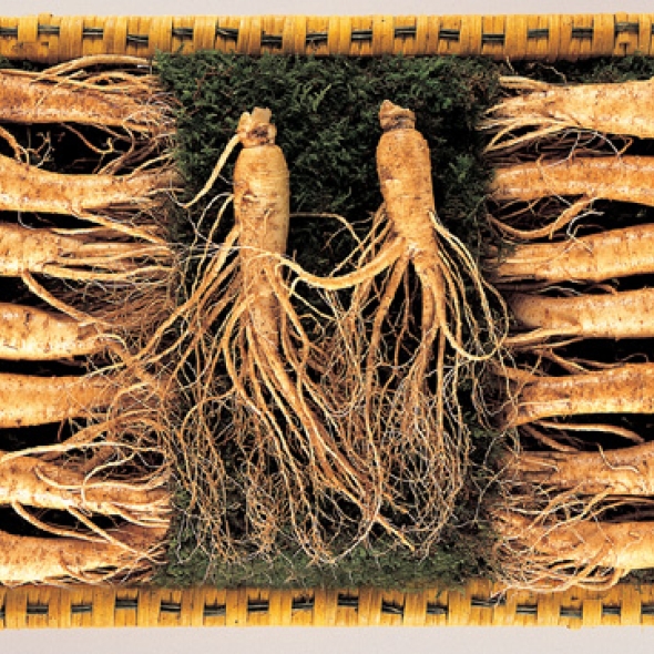 [名品] 금산인삼 선물용 포장수삼세트(600g)(14~19뿌리)