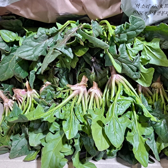 포항 영해초 시금치