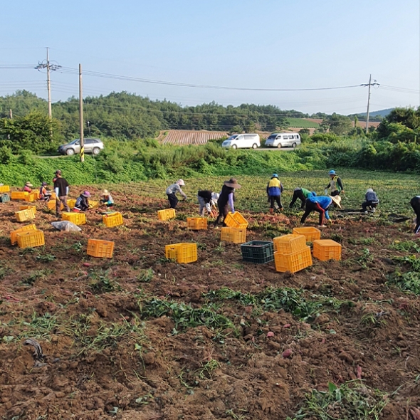 [신한카드 할인]  해남 밤고구마 (진율미)