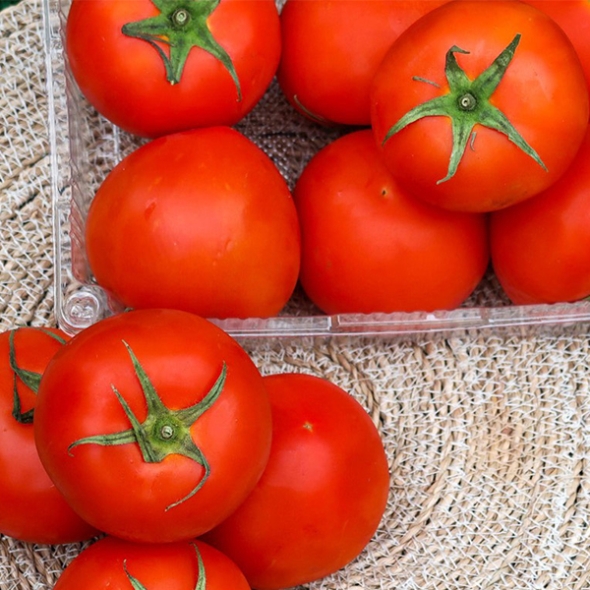 [만원의 행복] [토마디어] 찰진 완숙토마토 1kg 2kg 3kg 5kg 빨간 토마토