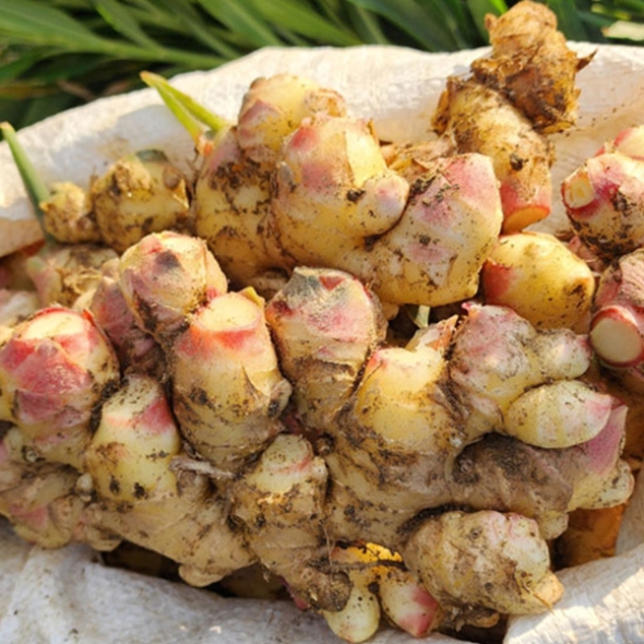 [김장철] [생강최고] 찐한 생강 흙생강 세척생강 1kg