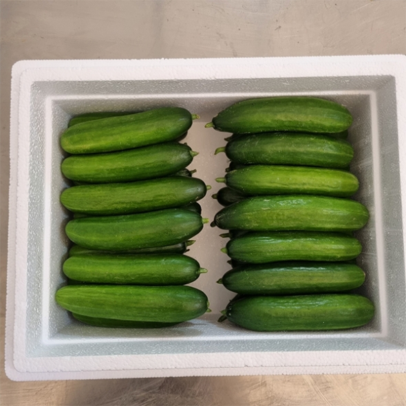 수분이 가득한 미니오이